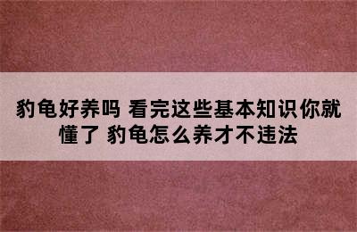 豹龟好养吗 看完这些基本知识你就懂了 豹龟怎么养才不违法